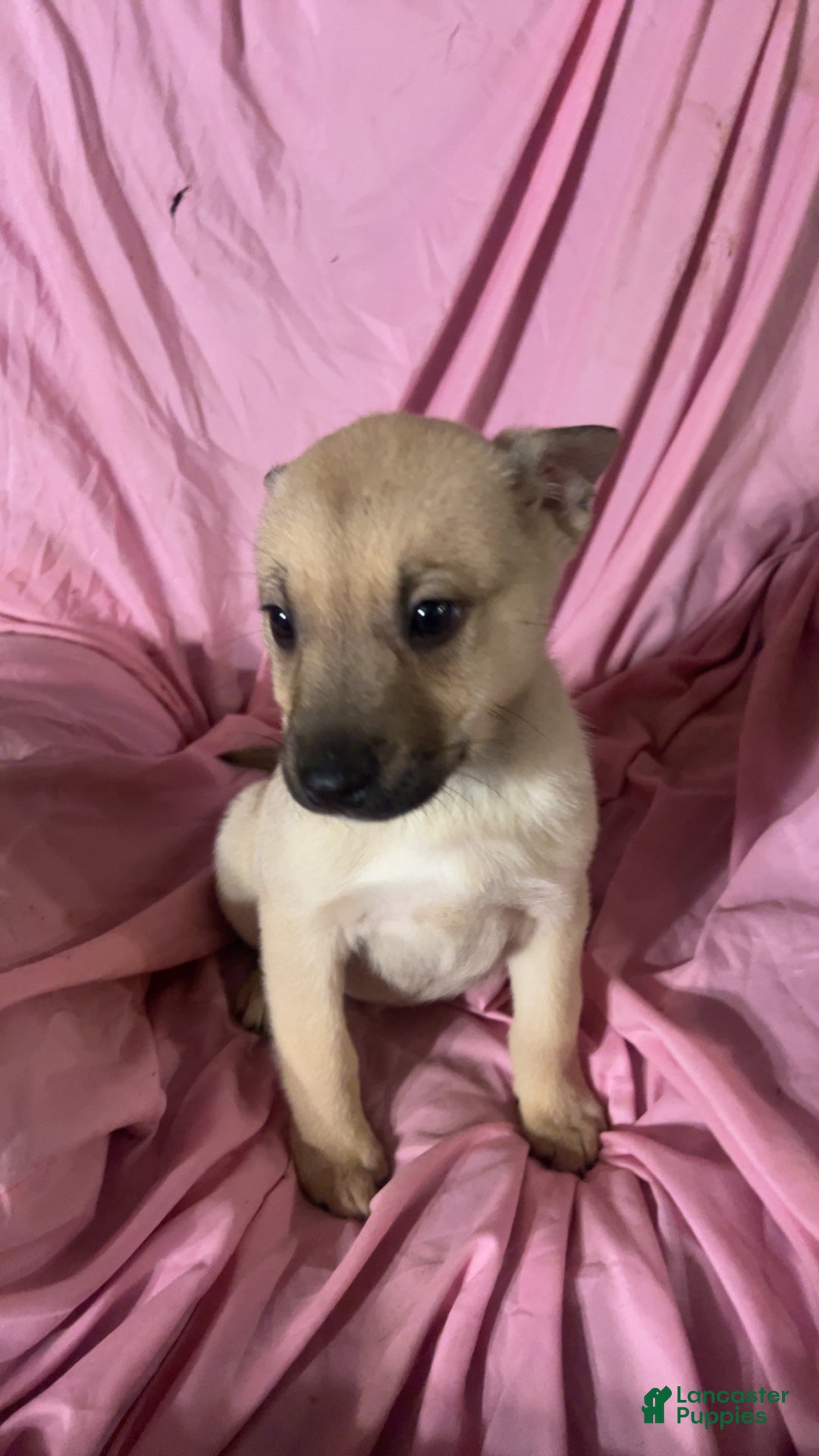 Mixed Breed dogs for sale: Girl 5 - Ad 5