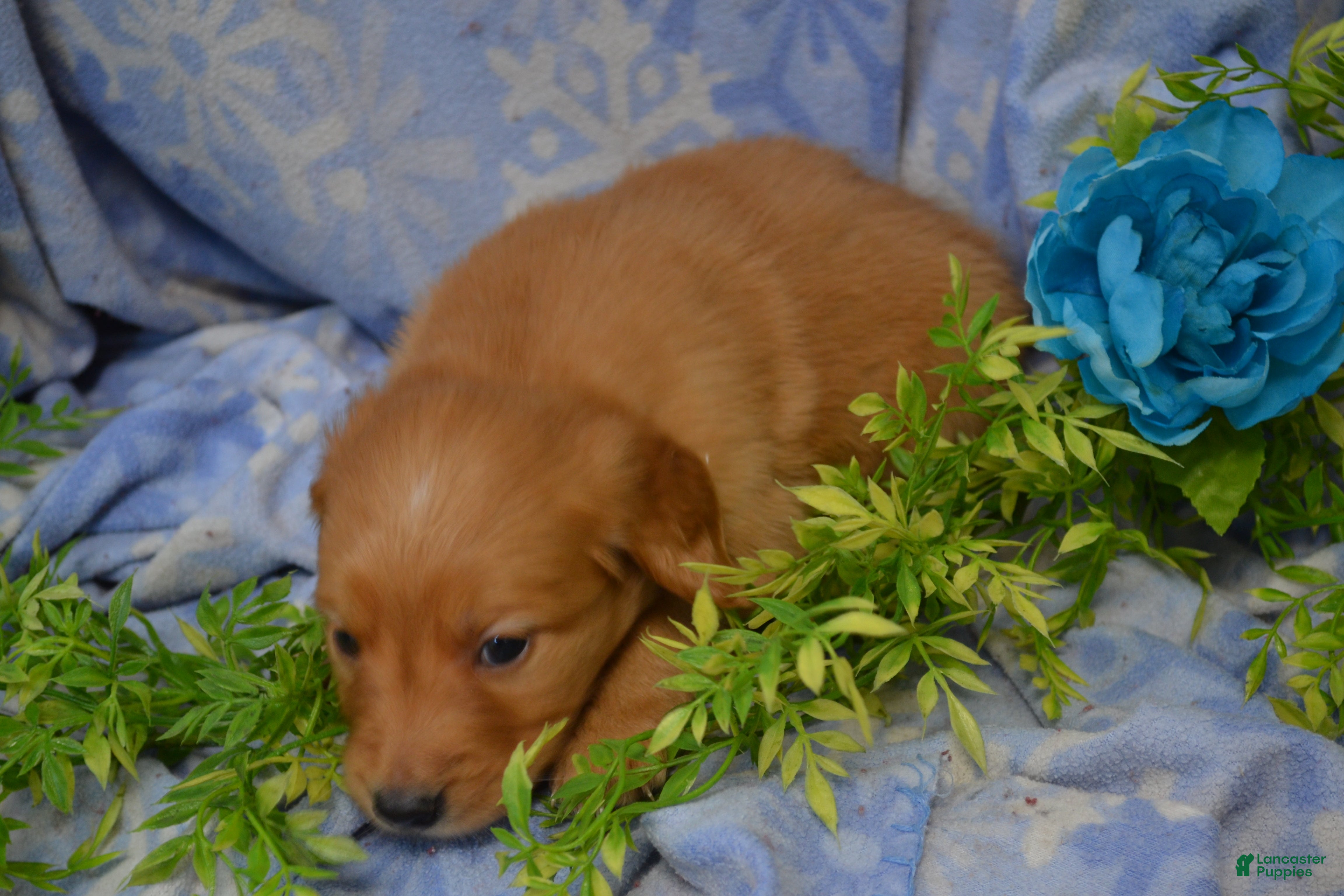 Golden Retriever dogs Anjie - Ad 18