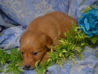 Golden Retriever dogs Anjie - Ad 18