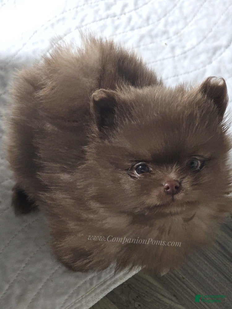 Pomeranian dogs CJ - Chocolate Pomeranian Puppy! - Ad 1