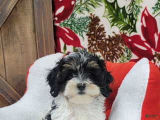 Cockapoo dogs Rosy - Ad 1