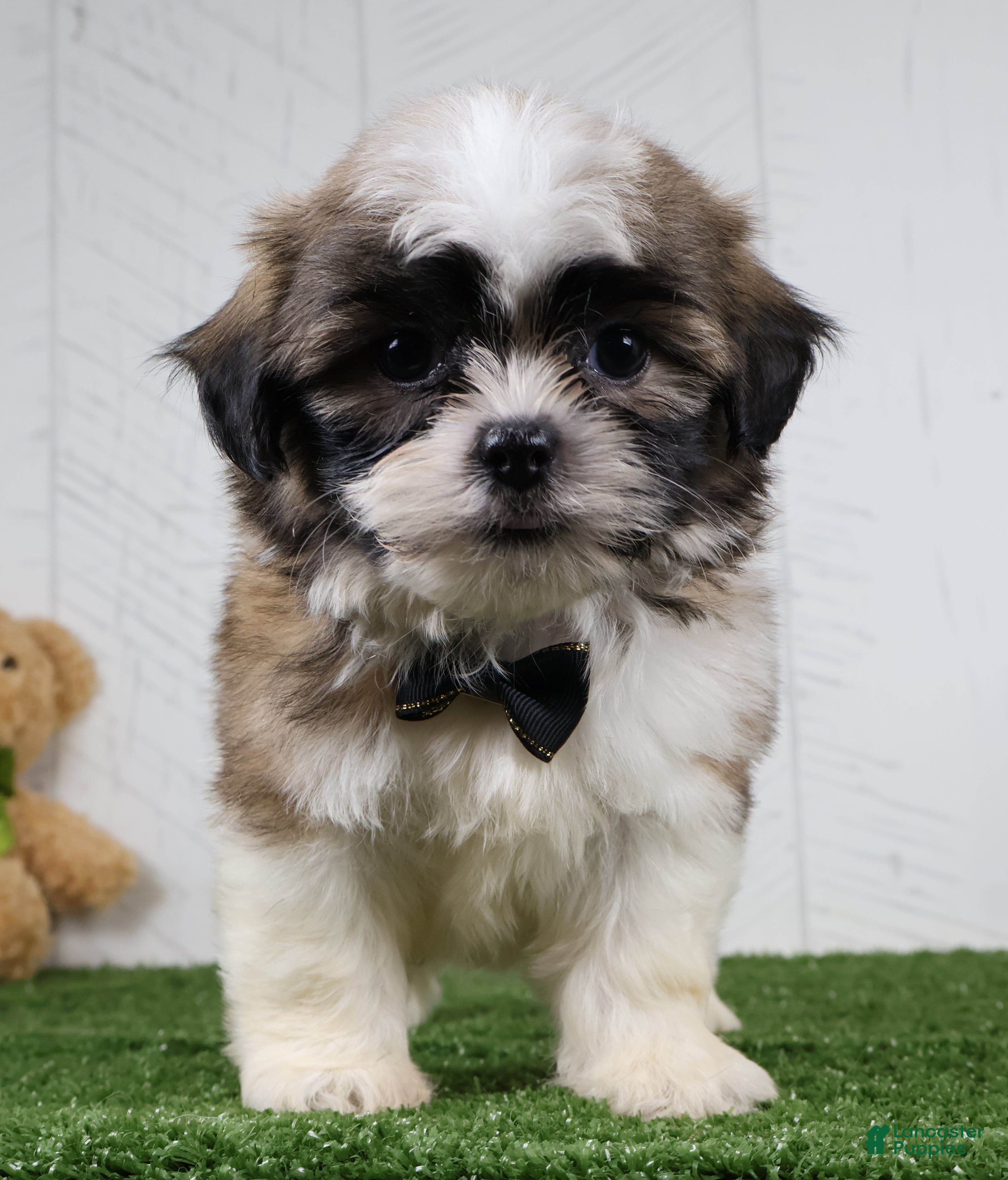 Shih Tzu dogs Travis - Ad 2
