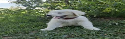 Great Pyrenees dogs for sale: Abilene - Ad 7