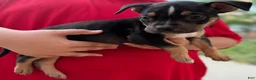 American Bully dogs for sale: American Bully 3 - Ad 9