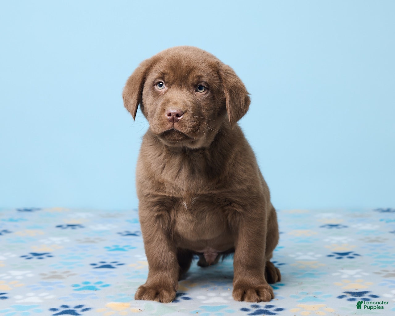 Labrador Retriever dogs Ronny - Ad 2