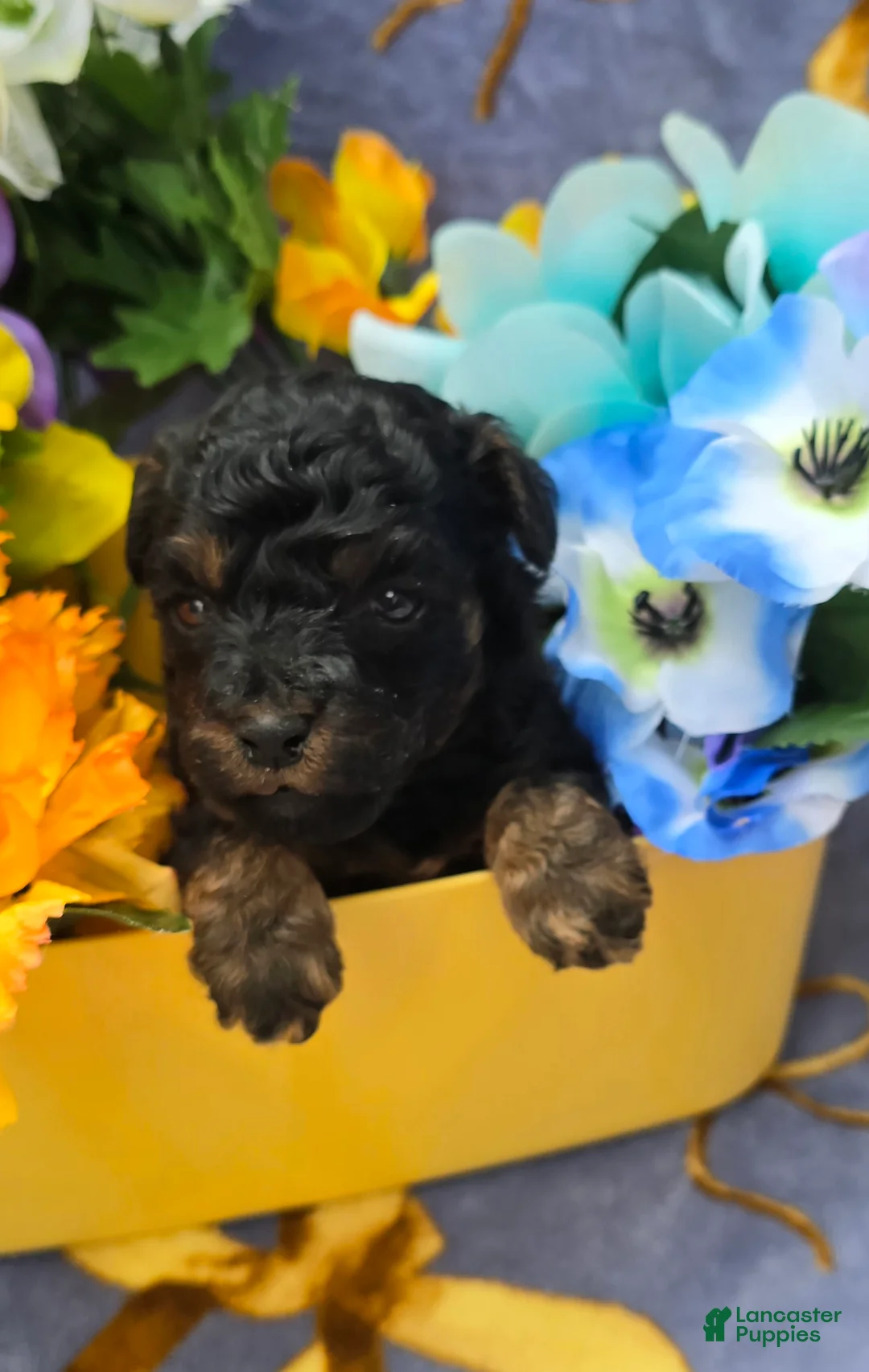 Cavapoo dogs for sale: Fiji - Ad 2