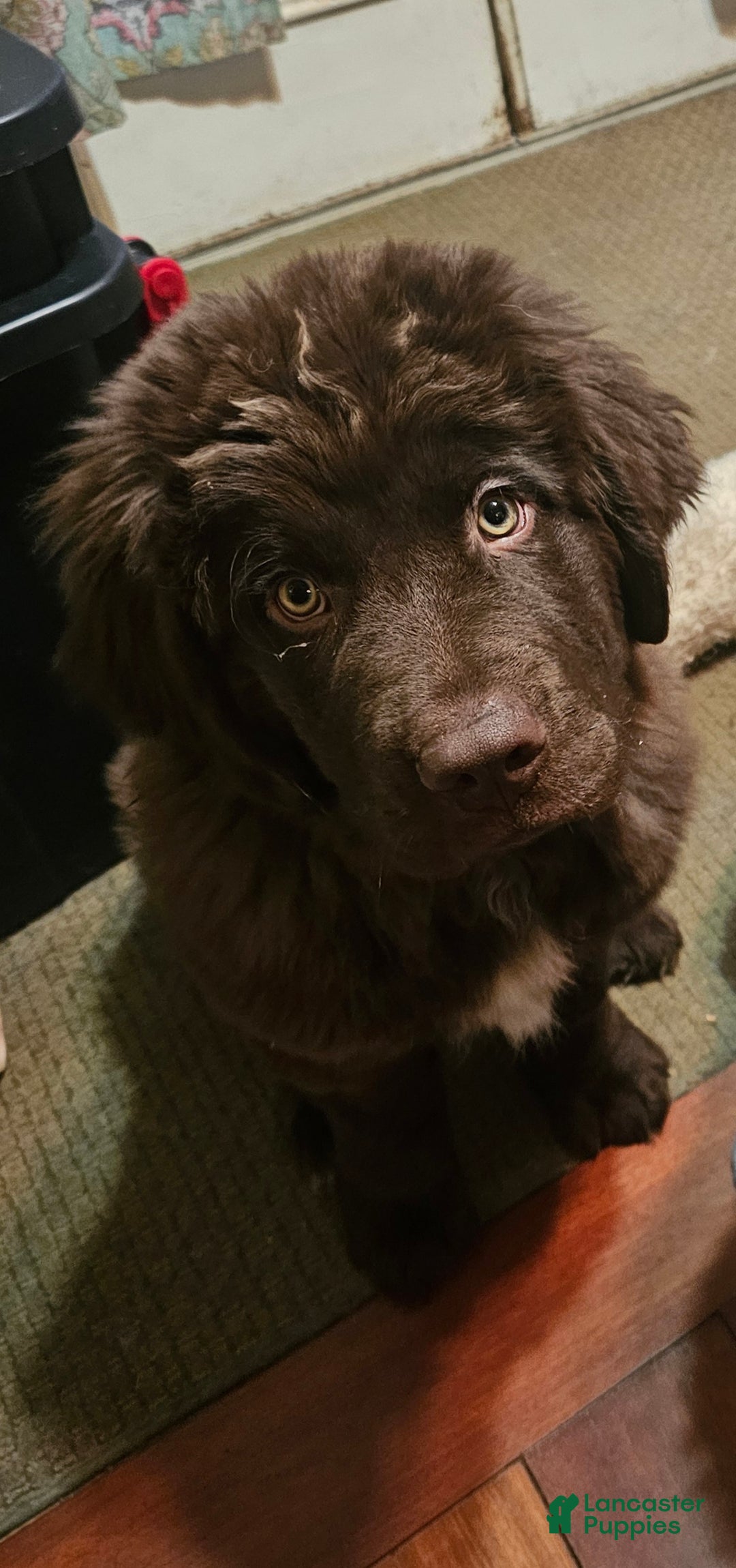 Newfoundland dogs for sale: Newfoundland Puppy 1 - Ad 5