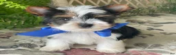 Biewer Terrier dogs for sale: Whisper - Ad 14