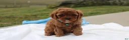 Cavapoo dogs for sale: Dexter  - Ad 2
