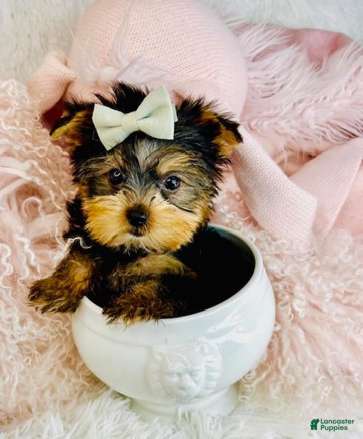 Yorkshire Terrier dogs Yorkshire Terrier Puppy 1 - Ad 18