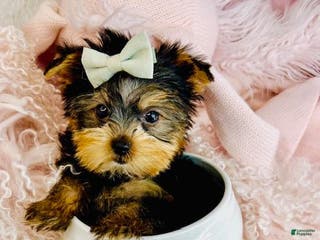 Yorkshire Terrier dogs Yorkshire Terrier Puppy 1 - Ad 12