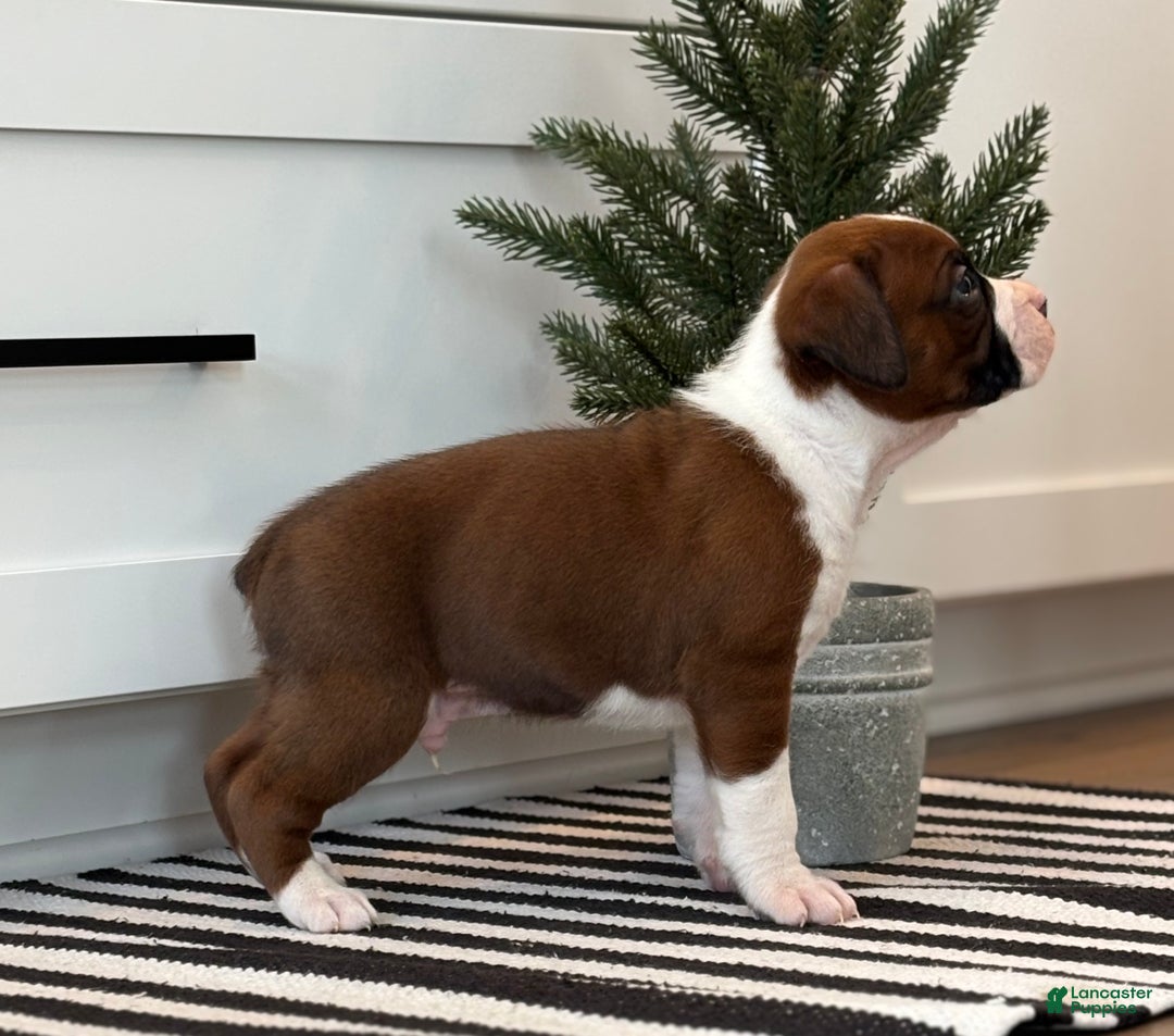 Boxer dogs for sale: Ace - Ad 2