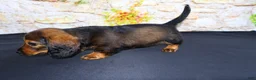 Miniature Dachshund dogs for sale: Lizz - Ad 10