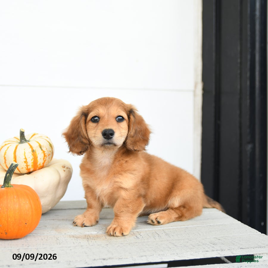 Miniature Dachshund dogs Pumpkin - Ad 1