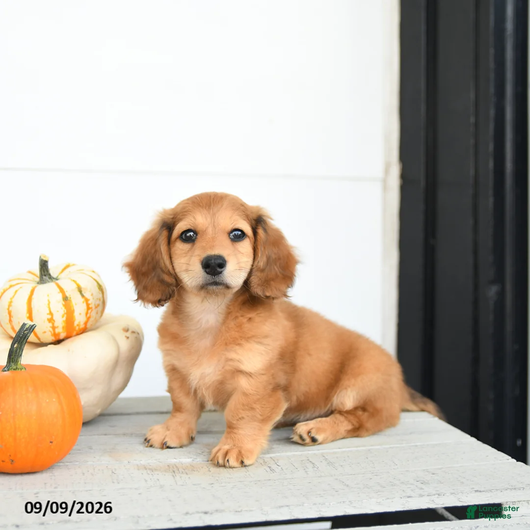 Miniature Dachshund dogs for sale: Pumpkin - Ad 1