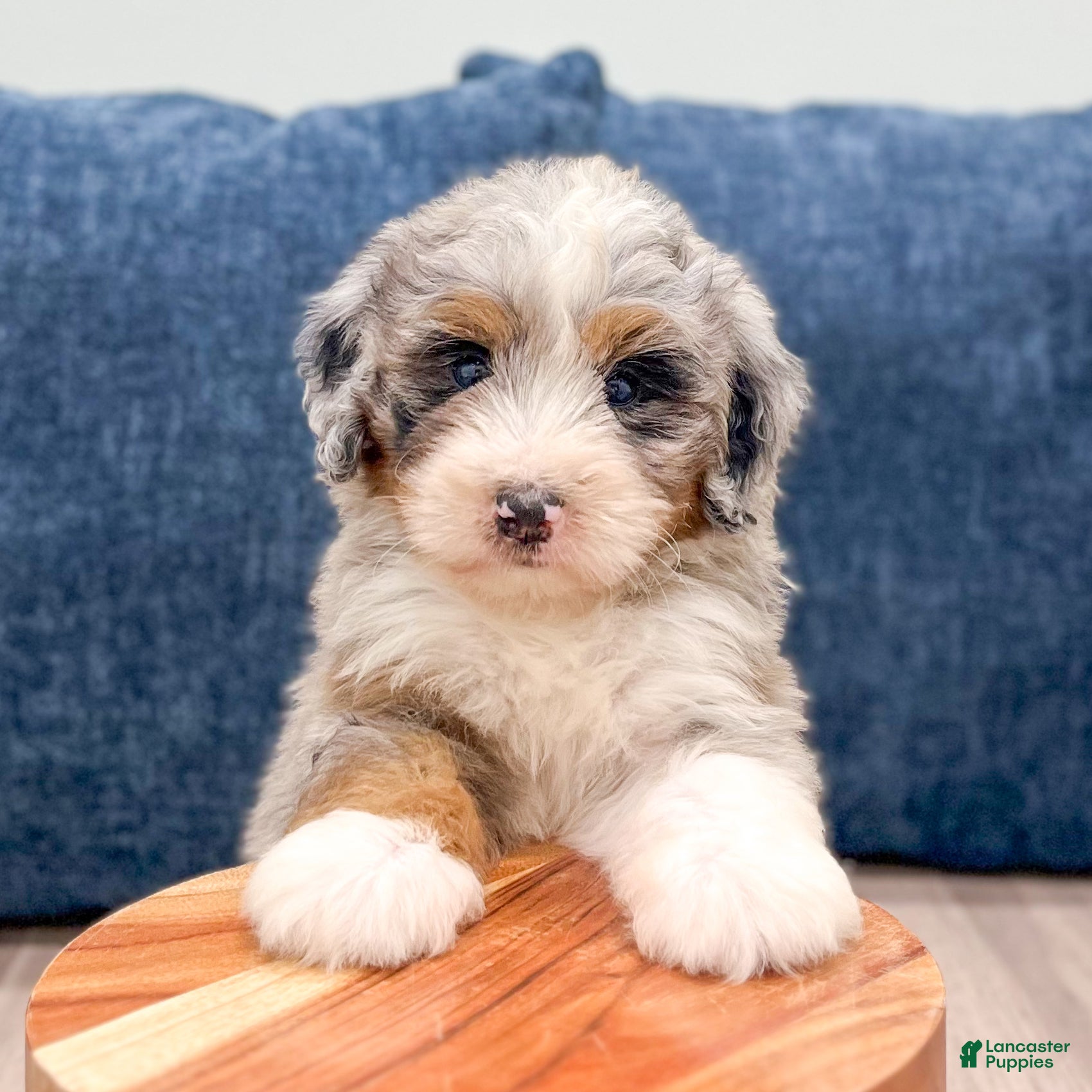 Mini Bernedoodle dogs Bruno - Ad 2