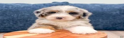 Mini Bernedoodle dogs for sale: Bruno - Ad 2