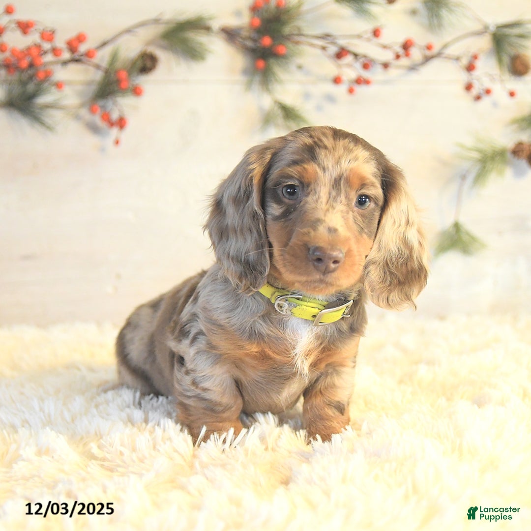 Miniature Dachshund dogs for sale: Bobby - Ad 4