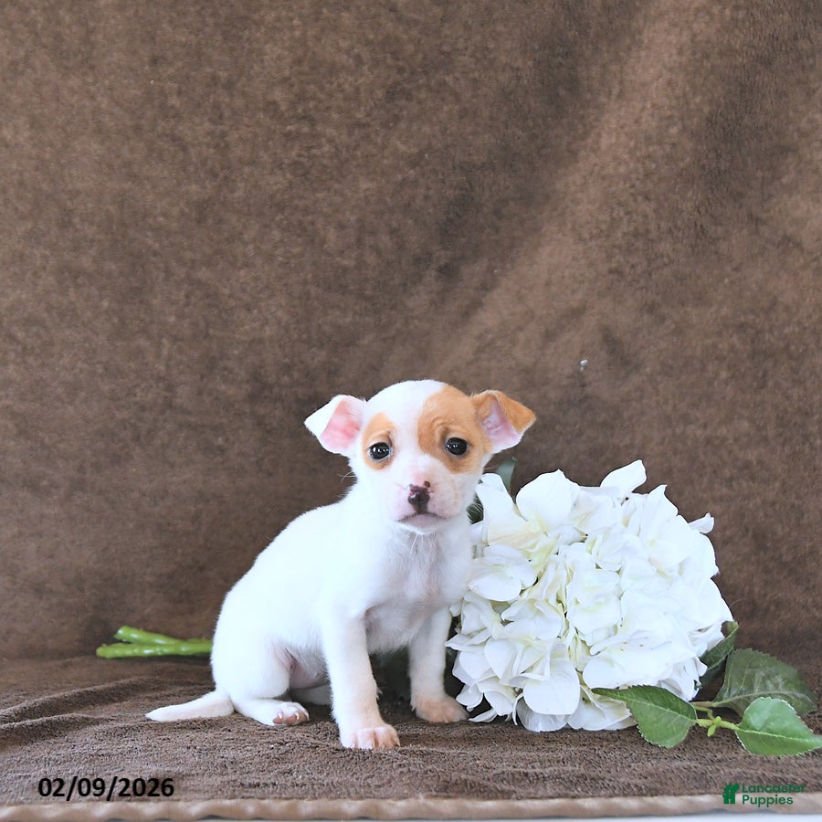 Jack Russell Terrier dogs Dasha - Ad 14