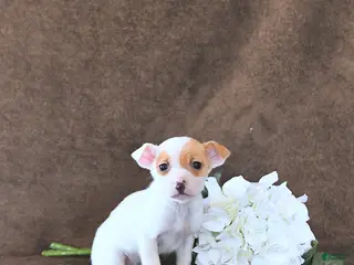 Jack Russell Terrier dogs Dasha - Ad 9