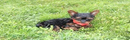 Yorkiepoo dogs for sale: Emmett  - Ad 10