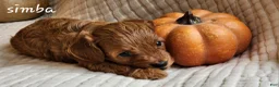 Cavapoo dogs for sale: Simba - Ad 3