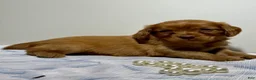 Cavapoo dogs for sale: Rudy Cavapoo  - Ad 3