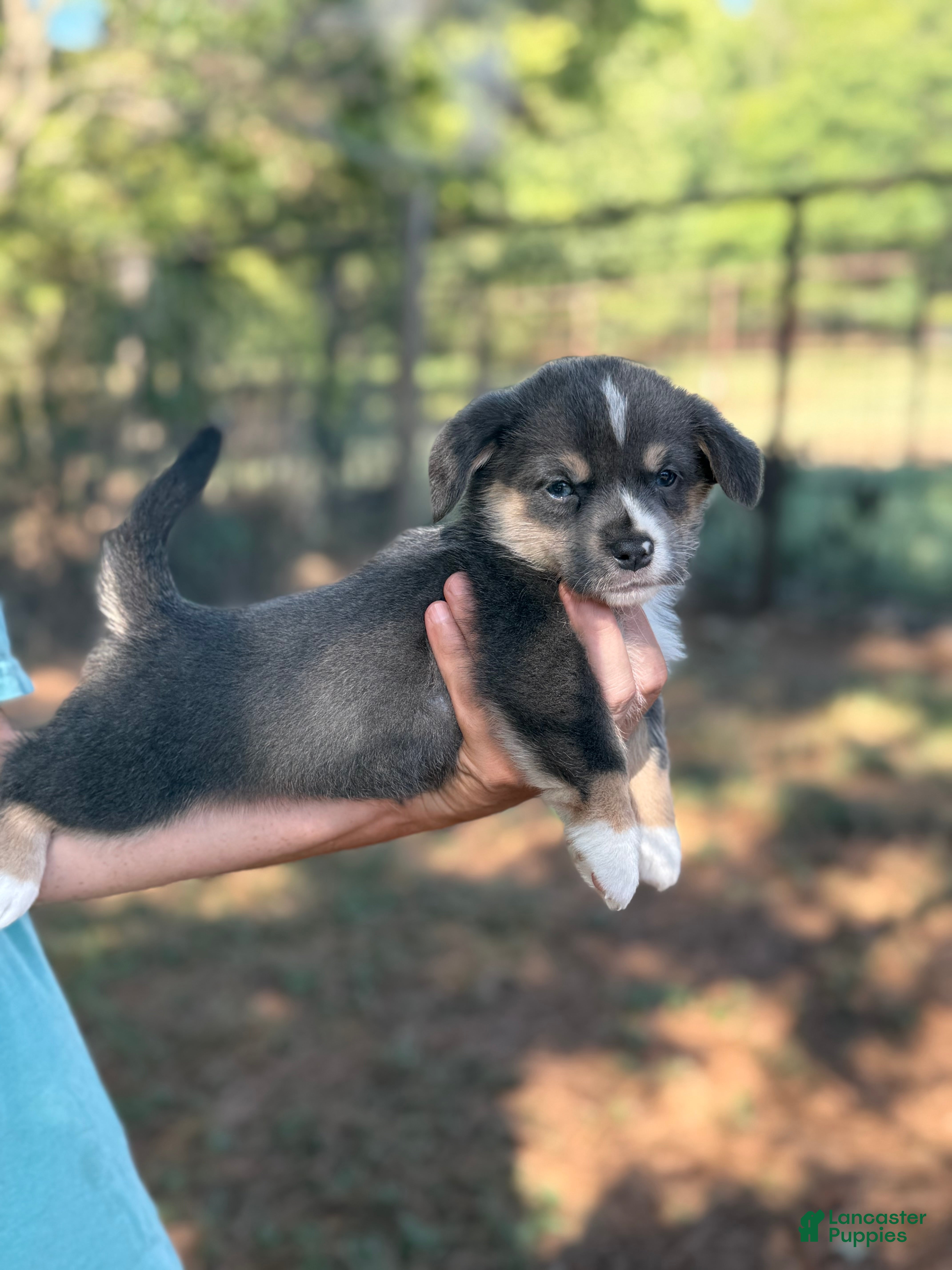 Mixed Breed dogs Bluie Full tail - Ad 41