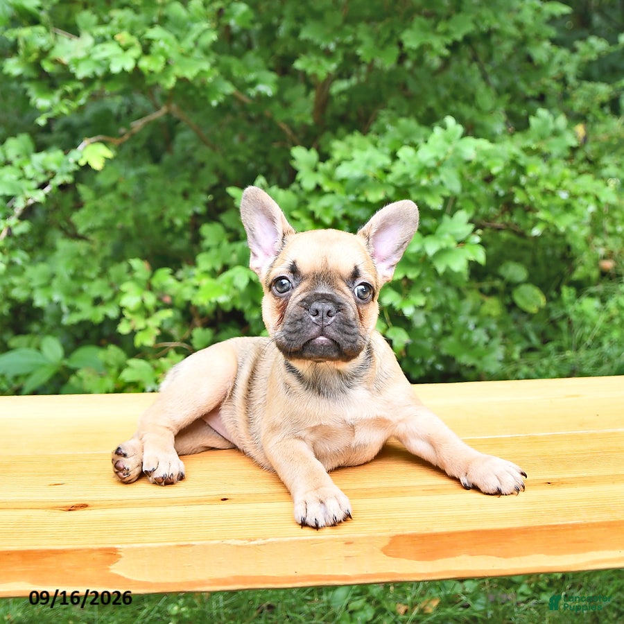 French Bulldog dogs Bella   - Ad 1