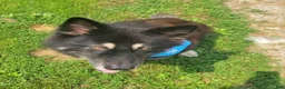 Mixed Breed dogs for sale: Mixed Breed 1 - Ad 3
