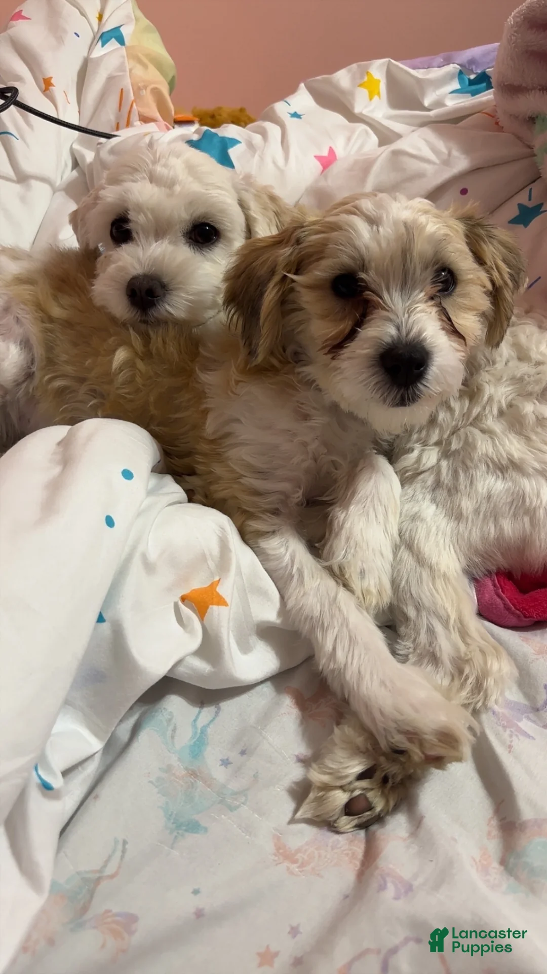 Maltipoo dogs for sale: Maltipoo Puppy 1 - Ad 4