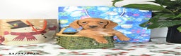 Miniature Dachshund dogs for sale: Ranger - Ad 2