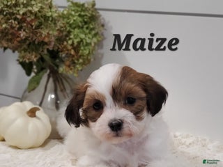 Havapoo dogs - Ad 28