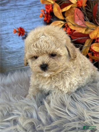 Toy Poodle dogs Toy Poodle 2 - Ad 2
