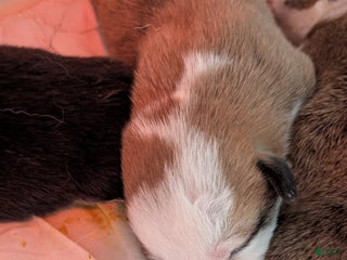 Welsh Corgi Pembroke dogs - Ad 20