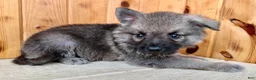 Mixed Breed dogs for sale: Mini Fifi  - Ad 6