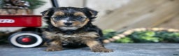 Yorkshire Terrier dogs for sale: Poppy - Ad 2