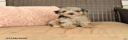 Miniature Poodle dogs for sale: Kingston - Ad 1