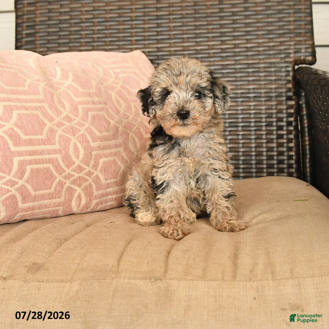 Miniature Poodle dogs for sale: Kingston - Ad 1