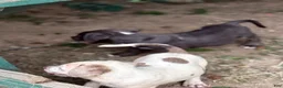 American Bully dogs for sale: Casper - Ad 5