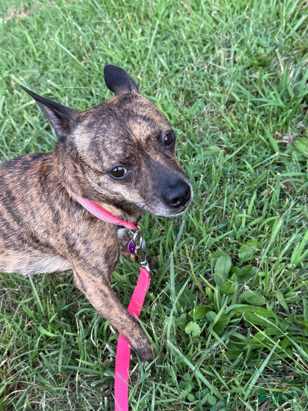 Jack Chi dogs for sale: Tina - Ad 2
