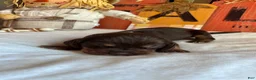 Bloodhound dogs for sale: Grey collar male - Ad 4