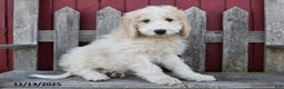 Bernedoodle dogs for sale: Boomer - Ad 3