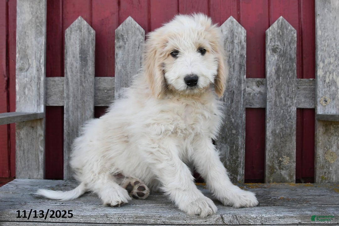 Bernedoodle dogs for sale: Boomer - Ad 3