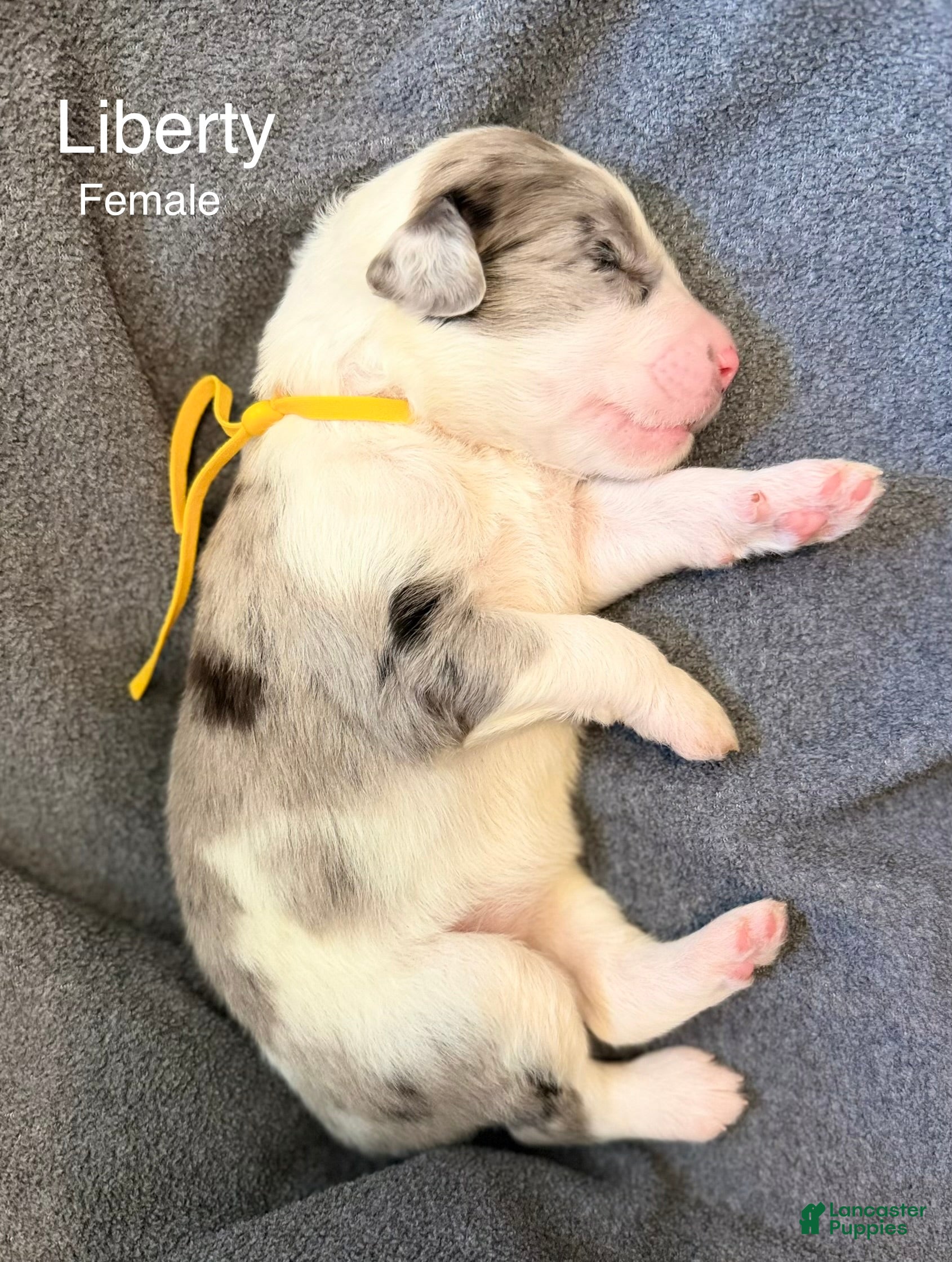 Sheepadoodle dogs Liberty - Ad 10