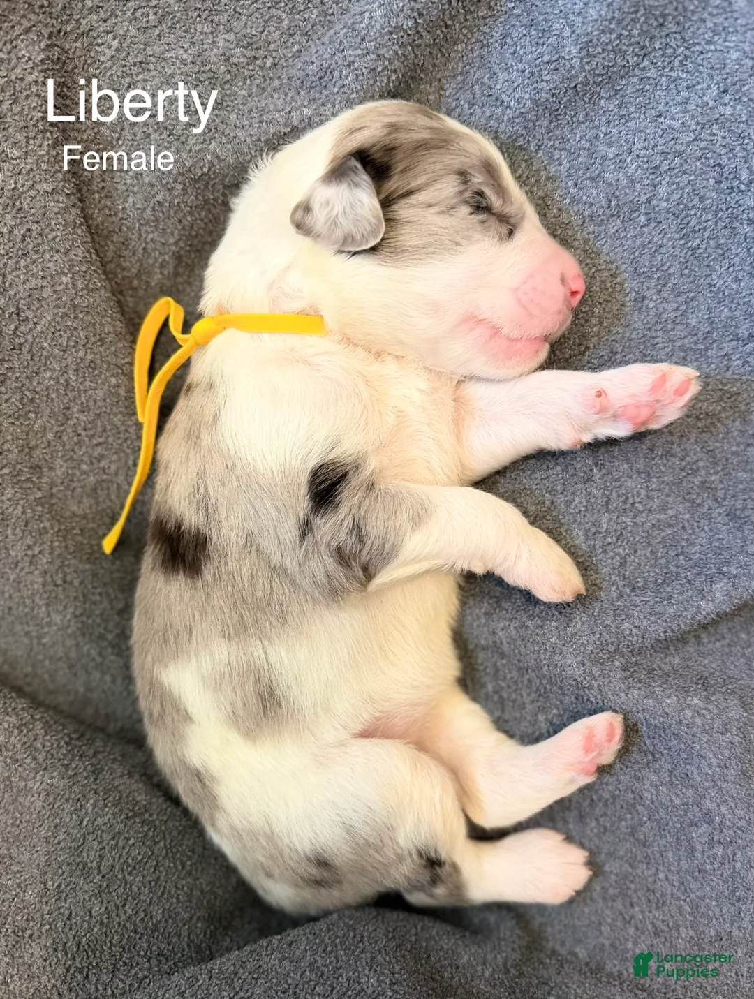Sheepadoodle dogs for sale: Liberty - Ad 1