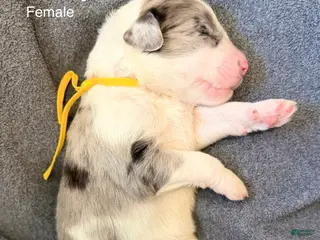 Sheepadoodle dogs Liberty - Ad 10