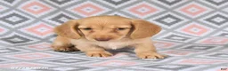 Dachshund dogs for sale: Peanut  - Ad 3