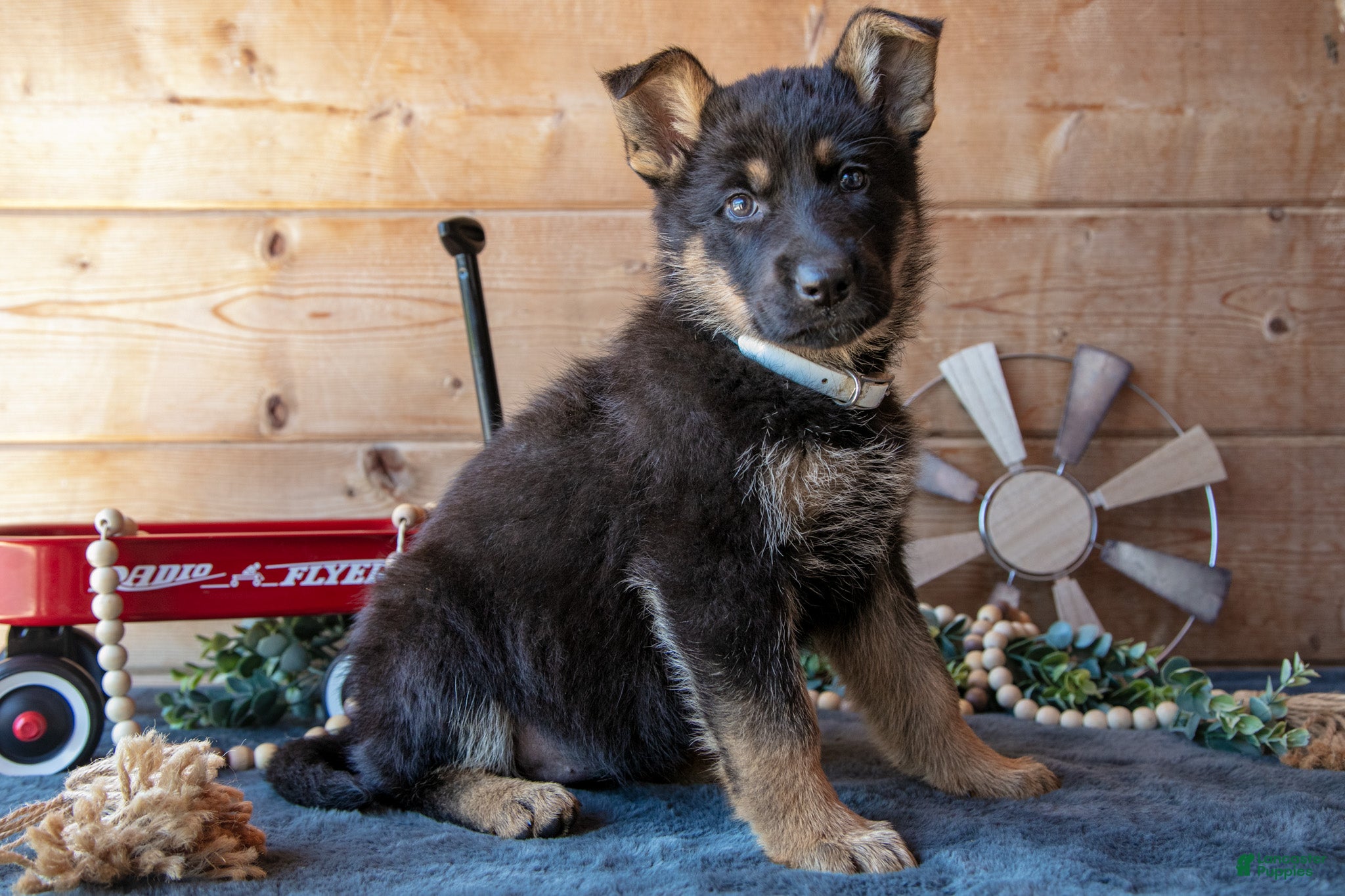German Shepherd dogs for sale: Mason - Ad 1