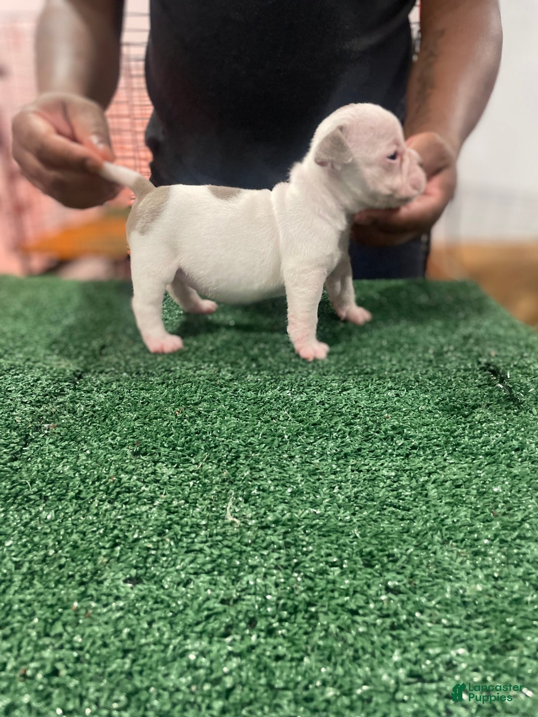 American Bully dogs for sale: American Bully Puppy 4 - Ad 2